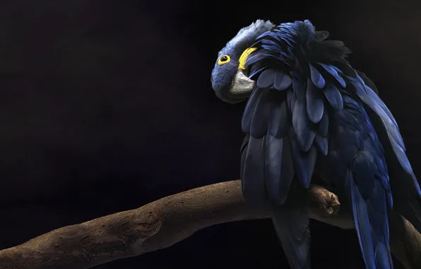 Picture blue, pose, the dark background, bird, treatment, branch, feathers, parrot, Ara, hyacinth macaw, чистит перышки, …