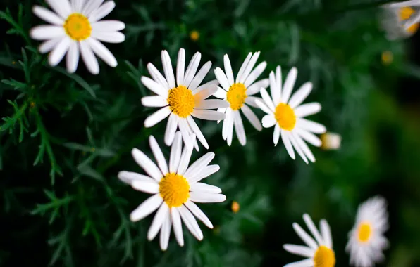 Picture summer, flowers, nature, background, Wallpaper, chamomile, plants, wallpaper, picture, nature, flowers, daisies, picture, on the …