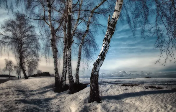 Picture winter, road, birch