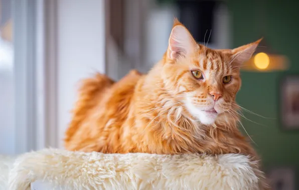 Picture cat, cat, look, face, room, window, red, lies, fur, bokeh, handsome, Maine Coon, bench