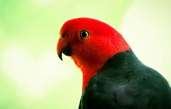 Picture look, background, bird, portrait, parrot, red-green, lovebirds