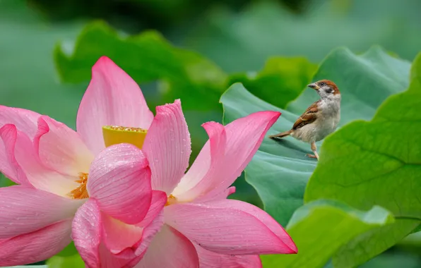 Picture flower, leaves, bird, petals, Lotus, Sparrow