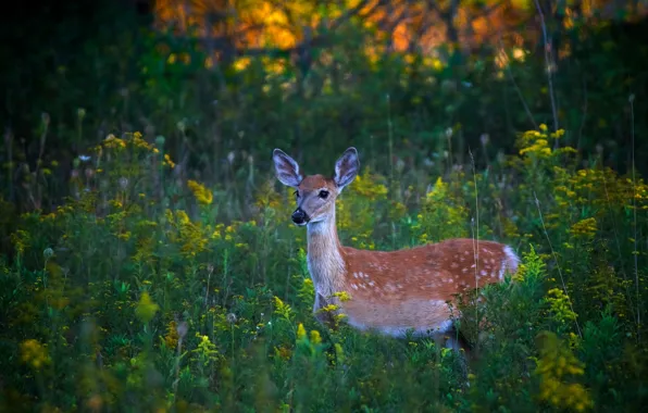 Picture summer, grass, flowers, nature, deer, meadow, fawn, bokeh, Bambi, white-tailed deer