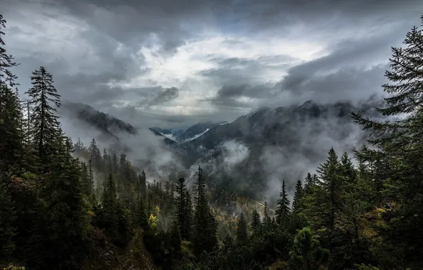 Picture forest, the sky, clouds, trees, mountains, nature, fog