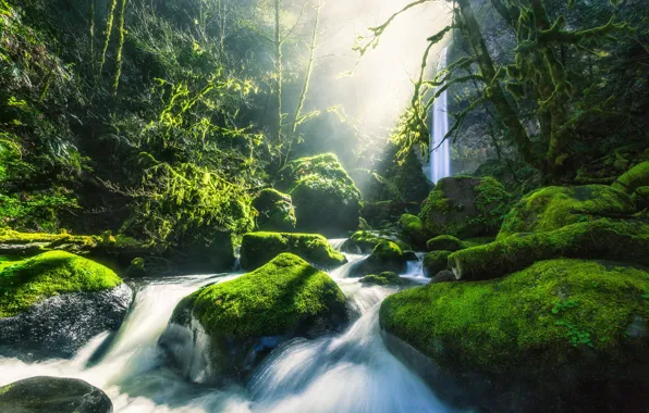 Picture forest, light, stones, for, waterfall, moss