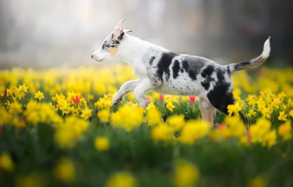 Picture field, white, flowers, nature, Park, background, glade, dog, spring, yellow, garden, baby, running, puppy, walk, …