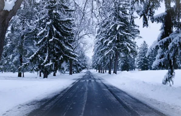 Picture winter, road, snow, trees, nature, spruce, snowy road