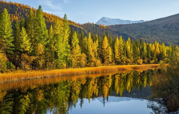 Picture autumn, forest, trees, mountains, lake, reflection, Russia, Altay