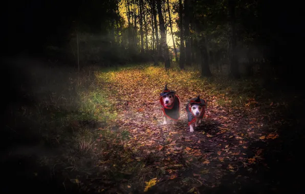 Picture forest, dogs, Halloween