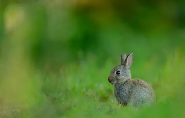 Picture grass, look, nature, grey, glade, hare, small, rabbit, muzzle, Bunny, green background, bokeh, blurred background, …
