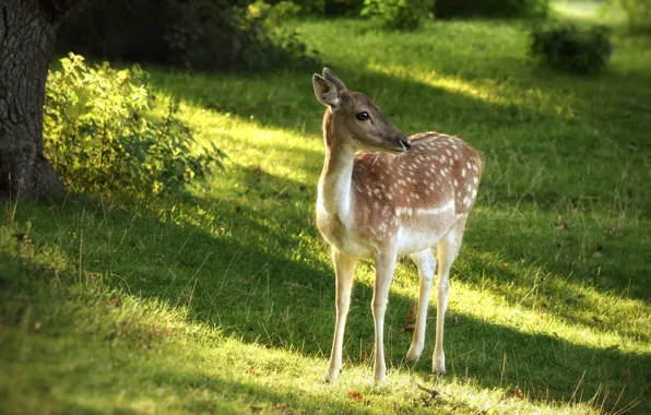 Picture greens, summer, nature, Park, deer, baby, fawn