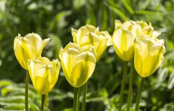 Picture light, flowers, spring, yellow, garden, tulips, buds, flowerbed, bokeh
