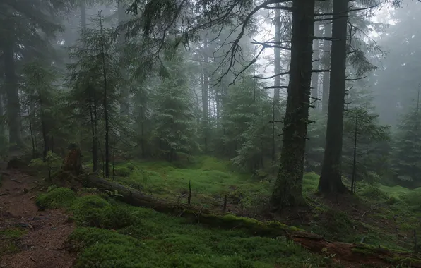 Picture forest, trees, nature, fog, moss, path