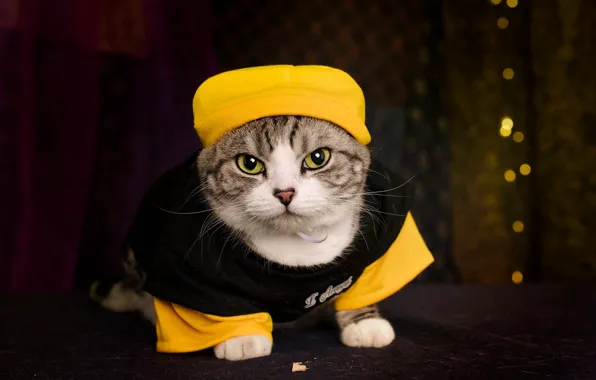 Picture cat, cat, look, yellow, pose, clothing, portrait, costume, face, cap, bokeh, tabby, headdress