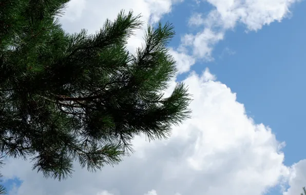 Picture white, the sky, clouds, needles, green, blue, branch, pine