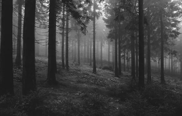 Picture forest, trees, nature, black and white, monochrome