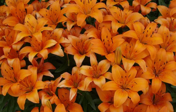 Picture flowers, Lily, orange, flowerbed, a lot