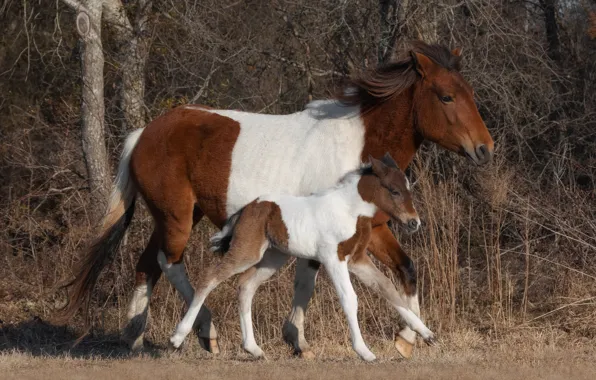 Picture forest, grass, trees, branches, horses, horse, pair, walk, mother, foal, spotted