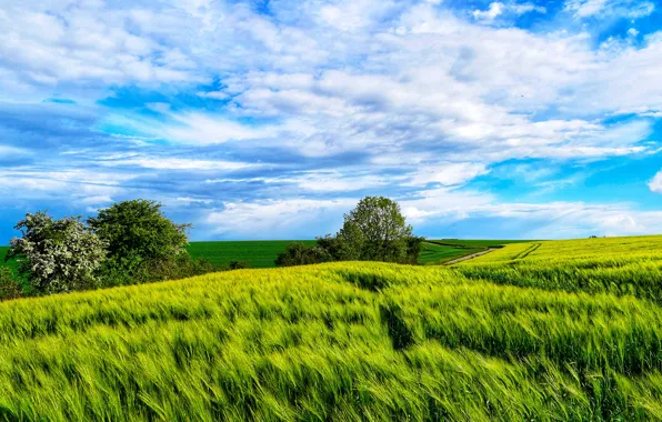 Picture field, summer, the sky, clouds, trees, hills, field, rye, dal, horizon, space, ears, cereals, meadows, …