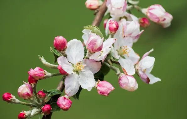 Picture macro, flowers, branch, spring, pink, white, Apple, buds, flowering, green background, in bloom