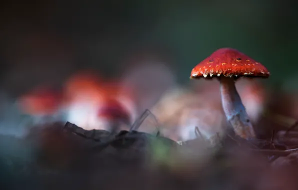 Picture background, mushroom, blur, mushroom, bokeh, fungus