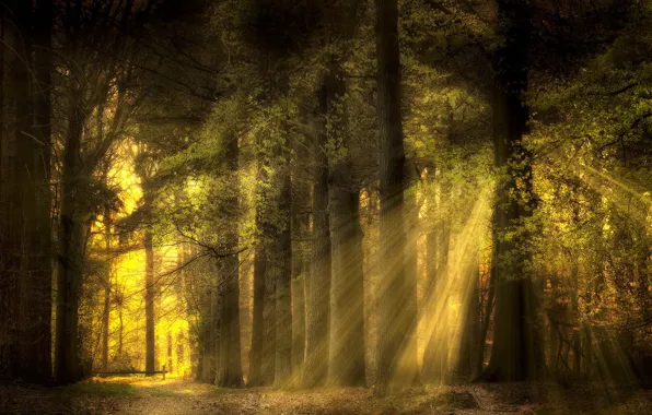 Picture forest, summer, the sun, rays, light, branches, nature, foliage, path, in the woods