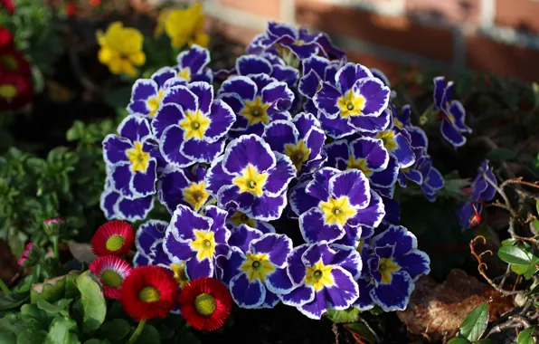 Picture flowers, purple, Primula