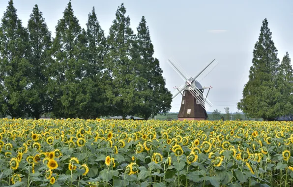 Picture field, trees, sunflowers, mill