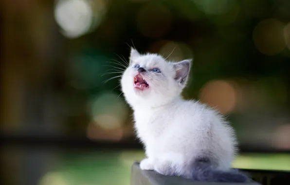 Picture white, baby, kitty, bokeh, pisklya