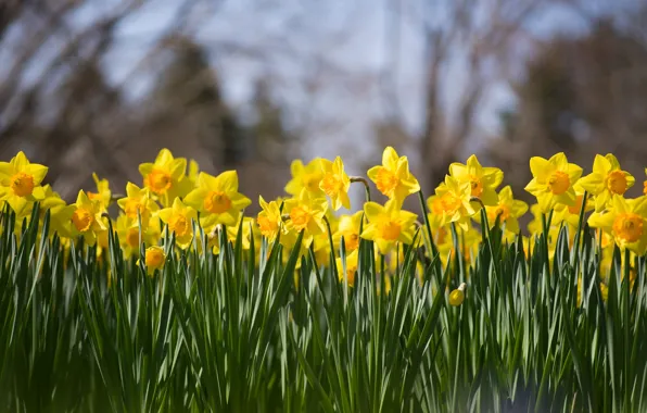Picture flowers, spring, yellow, garden, flowerbed, a lot, daffodils