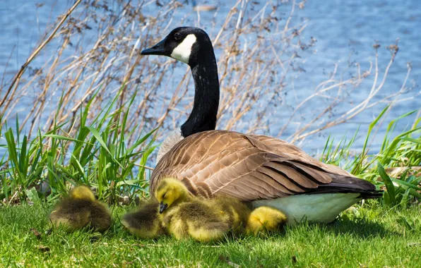 Picture grass, geese, the goslings, huska