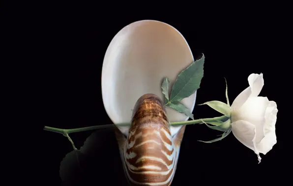 Picture flower, decoration, shell, nautilus, still life closeup