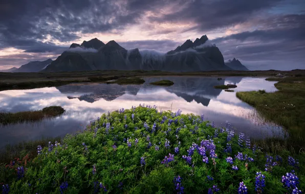 Picture summer, the sky, clouds, flowers, mountains, clouds, lake, reflection, shore, Iceland, pond, lilac, lupins, gloomy …