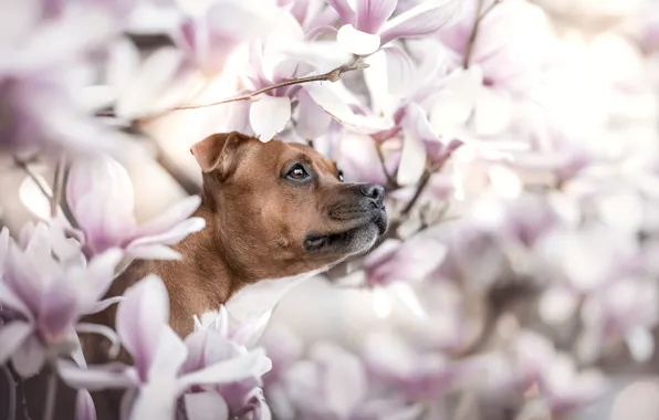 Picture look, face, flowers, portrait, dog, Magnolia