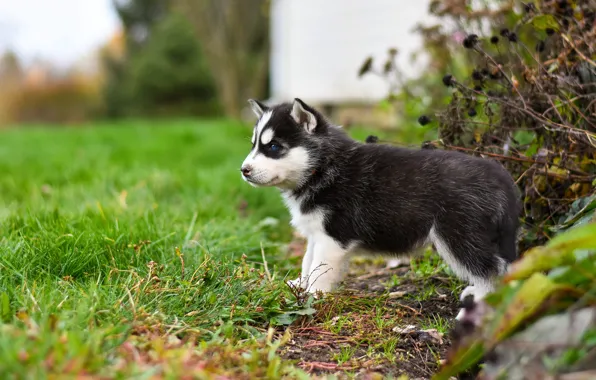 Picture grass, pose, background, dog, baby, puppy, profile, face, the bushes, lawn, husky, Siberian husky