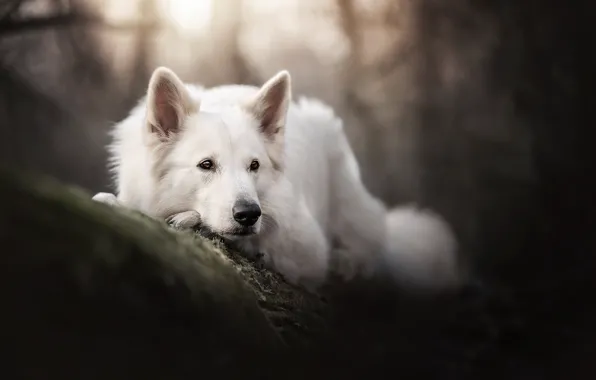 Picture face, dog, bokeh, The white Swiss shepherd dog