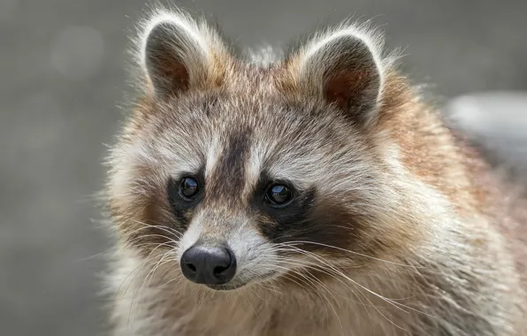 Picture look, portrait, raccoon, face