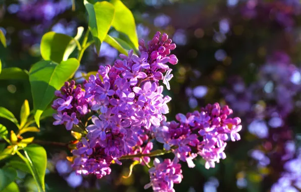Picture light, flowers, branch, spring, flowering, lilac, inflorescence, bokeh