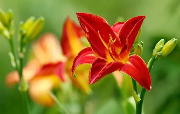 Picture macro, Lily, petals, red, buds, scarlet, bokeh, bright