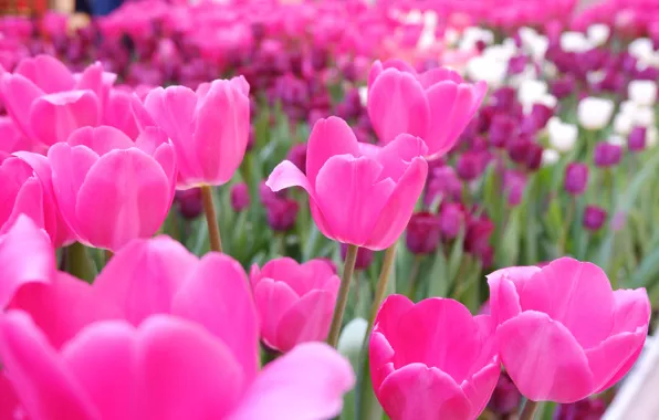 Picture spring, tulips, pink, flowerbed, a lot