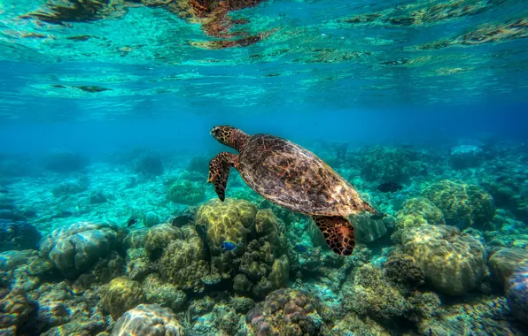Picture sea, light, stones, turtle, the bottom, underwater world, under water, sea turtle, sea, swimming