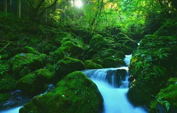 Picture greens, forest, leaves, light, trees, branches, stones, waterfall, moss, green, mossy