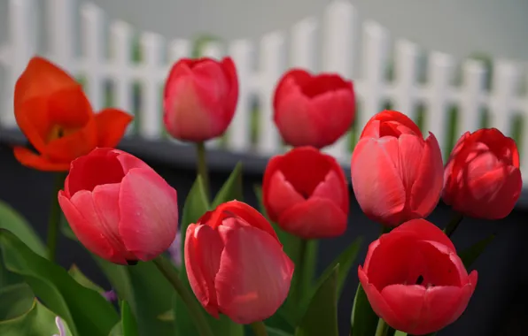Picture flowers, spring, tulips, red, flowerbed, bokeh