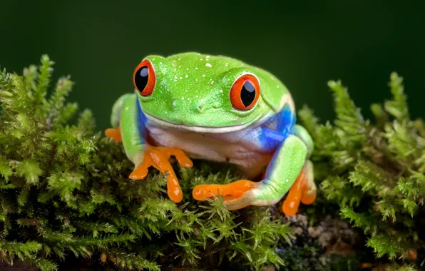 Picture frog, tree frog, red-eyed treefrog