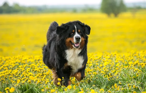Picture field, language, look, face, flowers, nature, glade, portrait, dog, spring, yellow, running, puppy, walk, dandelions, …