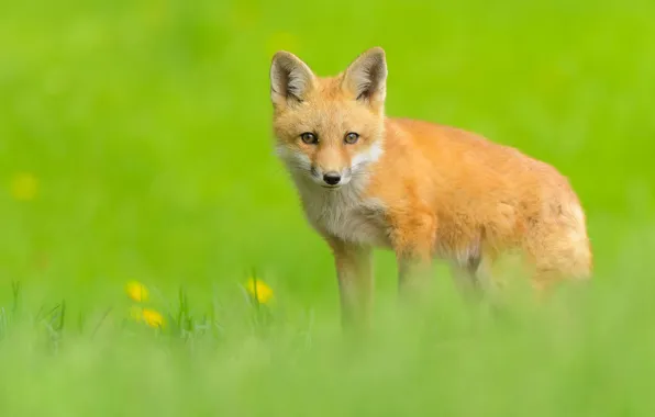 Picture greens, look, background, red, Fox, Fox