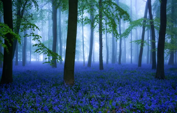 Picture forest, flowers, spring, Misty Bluebells