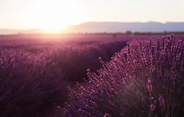 Picture field, the sun, sunset, flowers, France, lavender, Provence, valensole