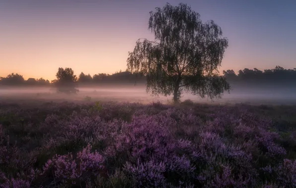 Picture field, summer, fog, tree