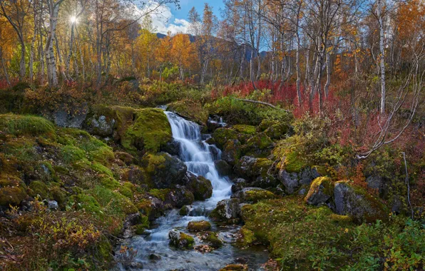 Picture autumn, trees, landscape, mountains, nature, stream, stones, moss, birch, Konstantin Voronov